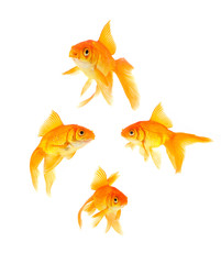 Fototapeta premium Goldfish