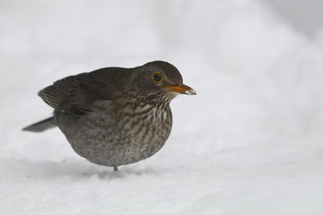 Common Blackbird (Turdus merula ) - female