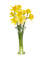 Daffodils in a vase