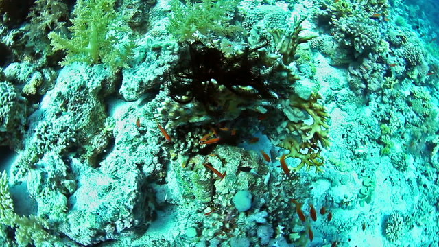 Tropical coral reef with black cronoid and fishes on Red Sea.