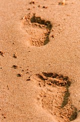 Footpath in the sand at the beach