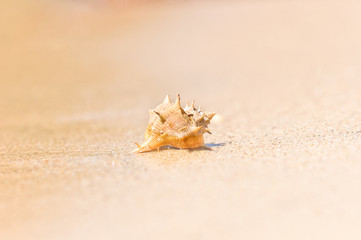 Obraz na płótnie Canvas Closeup of a sea shell on wet sand