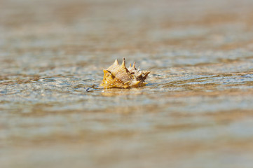 Closeup of a sea shell on wet sand