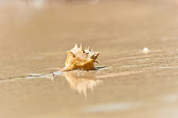 Closeup of a sea shell on wet sand