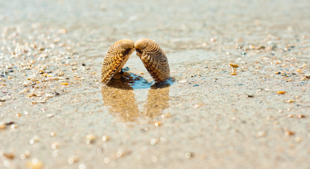 Closeup of a sea shell on wet sand