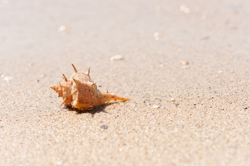 Closeup of a sea shell on wet sand