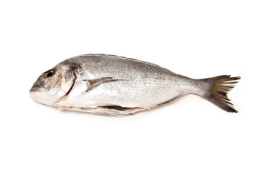 gilt-head (sea) bream (Sparus aurata) fish.