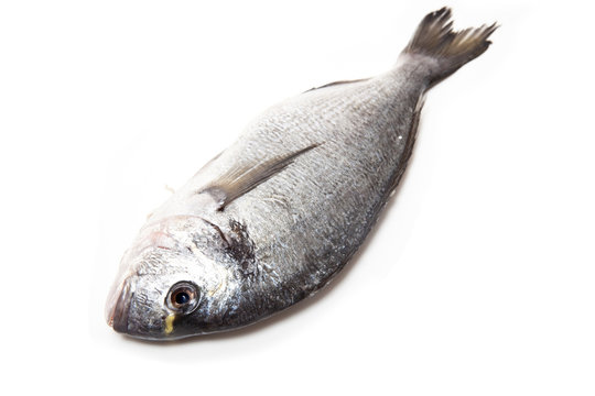 Gilt-head, Sea Bream (Sparus Aurata) Fish