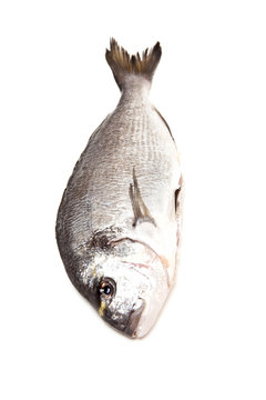 Gilt-head (sea) Bream (Sparus Aurata) Fish