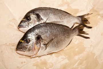 gilt-head (sea) bream (Sparus aurata) fish