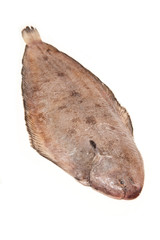 Dover sole fish whole on a white studio background.