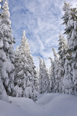 snowy pine forest