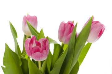 Tulpenstrauß