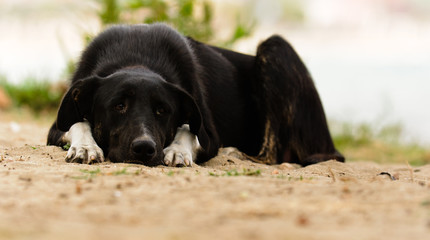 Sad dog on the ground