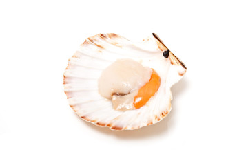 scallop raw in fan shaped shell .