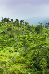 Fototapeta na wymiar Plantacji herbaty na Cejlonie
