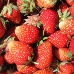 Bioerdbeeren, Erdbeeren