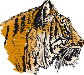 Sketch of white tiger. Vector illustration - 38621786