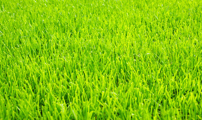 Rasen Textur oder Fußballpatz © DOC RABE Media