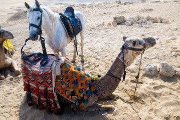 Tucking up camels with standing arab horse in Egypt