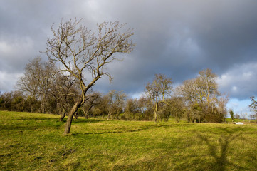 British countryside in winter