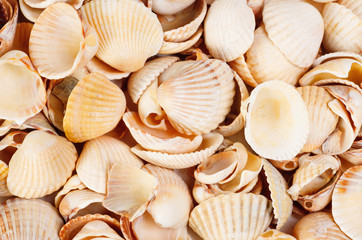 shellfish  background  studio shot