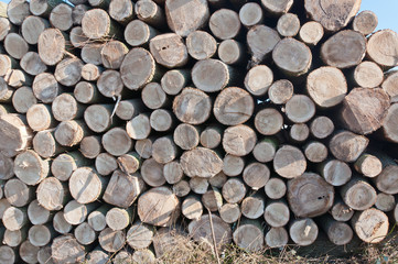 Stack of logs in the Dutch field