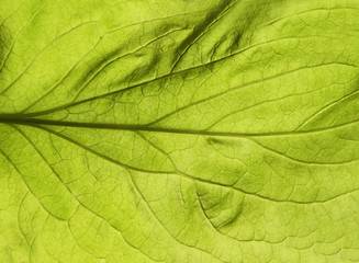 Fototapeta na wymiar Green leaf texture. Abstract spring background