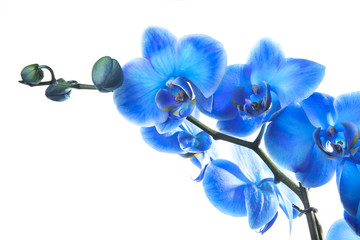 Fototapeta na wymiar Blue Orchid