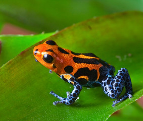 red poison dart frog