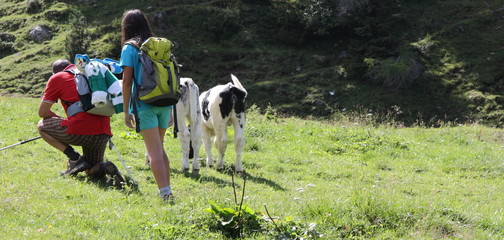 Excursionists and cows on the mountain