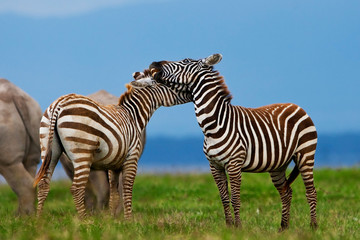 Fototapeta na wymiar Zebry w Parku Narodowym Jeziora Nakuru w Kenii, w Afryce