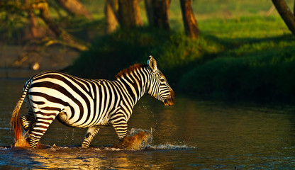 Fototapeta na wymiar Zebra przekraczania rzeki w Lake Nakuru National Park, Kenia