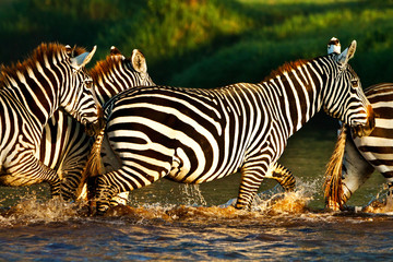Zebras in the Lake Nakuru National Park, Kenya