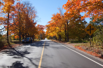 Colorful autumn trees
