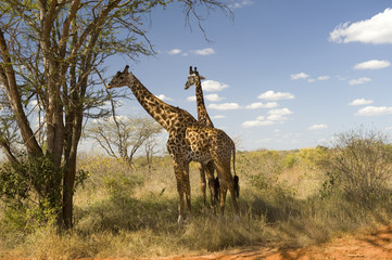 Giraffes, Amboseli National Park