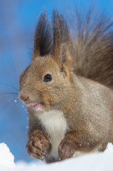 エゾリスのアップ