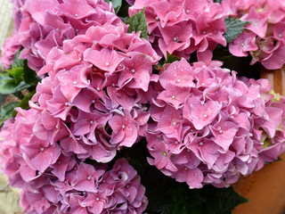 Blumen: Hortensien