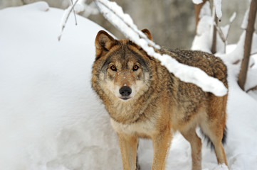 Wolf in winter
