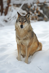 Fototapeta na wymiar Wolf in winter
