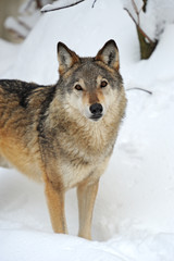 Wolf in winter