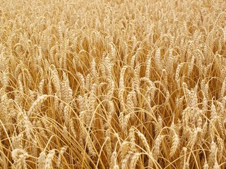 Wheat field