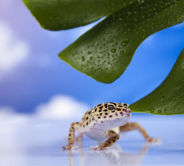 Leopard gecko