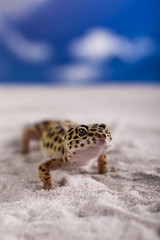 Gecko