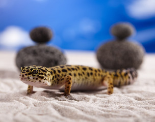 Gecko reptile, Lizard