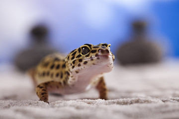 Gecko reptile, Lizard