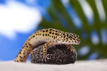 Gecko in a blue sky background