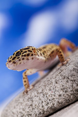 Small gecko reptile lizard