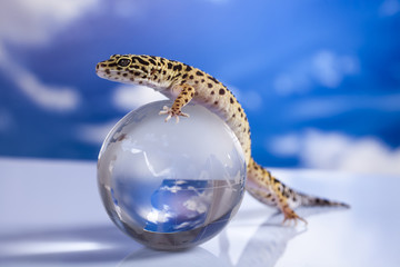Globe in gecko