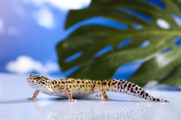 Gecko